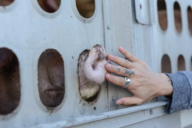 Pig noses and a human hand. Photo.
